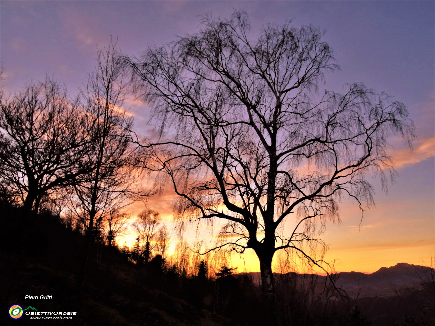63 La grande betulla nei colori del tramonto.JPG